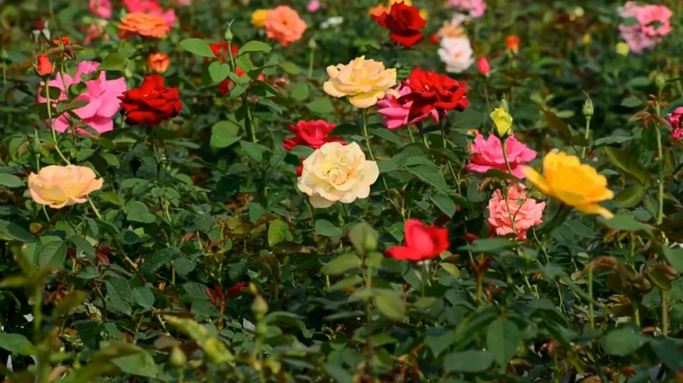 Taif: The City of Roses in Saudi Arabia